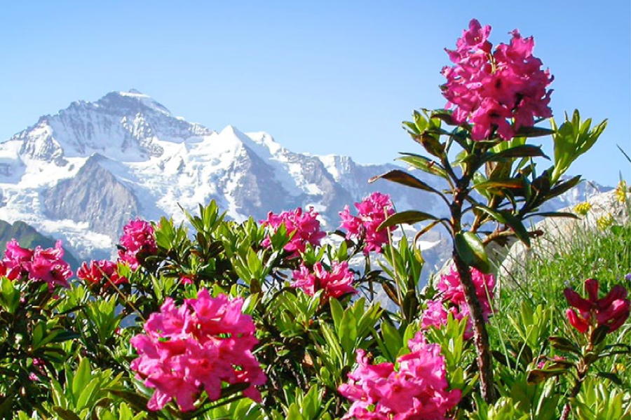 Mibelle calls on the Alpine rose to fight cellular senescence - Premium