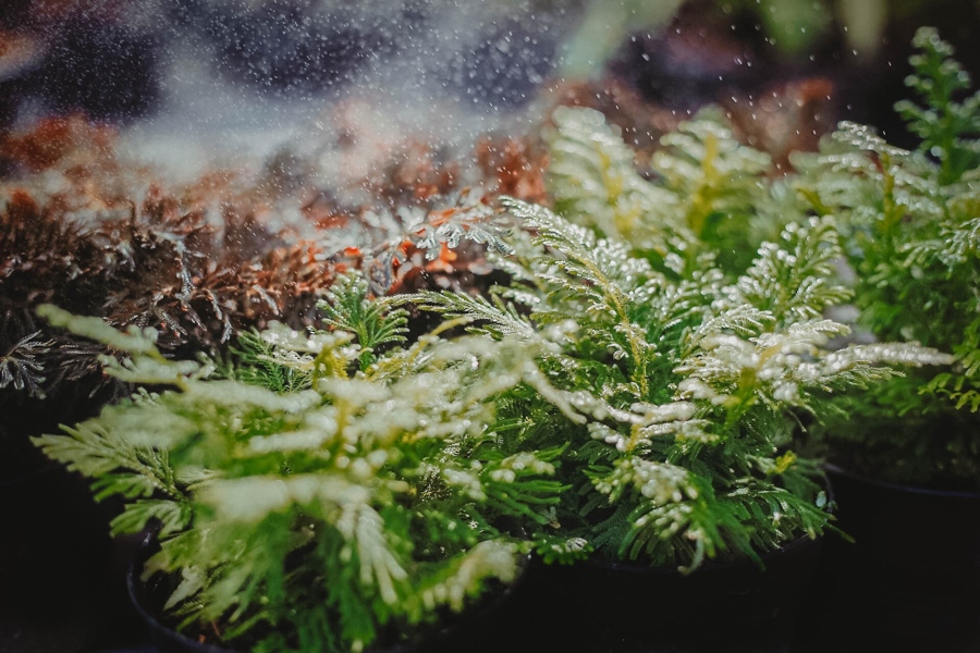 Livres et Petrichor : bougie petrichor, odeur après la pluie