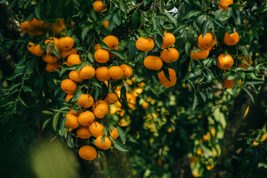 Mibelle upcycles mandarin peels to combat
inflammaging