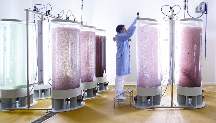 Codif : Une nouvelle étape dans la culture d'algue en photo-bioreacteur