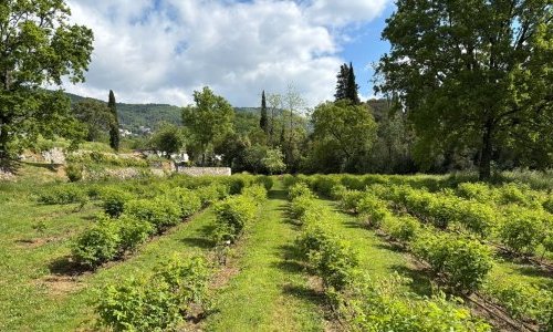 Mane lance un jardin expérimental dédié aux plantes à parfum et aromatiques