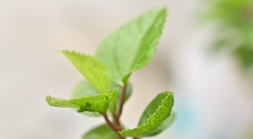 H2OLIXIR, la nouvelle gamme d'eaux florales du Groupe Berkem