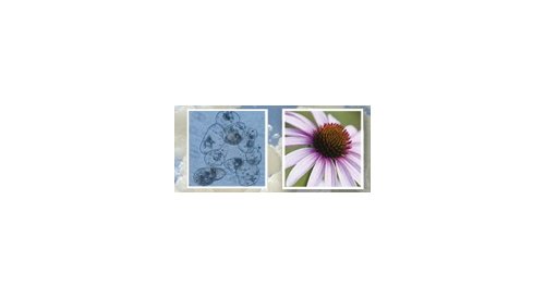 Croda acquires Italian supplier of stem cell ingredients IRB
