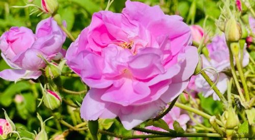 Symrise crée une joint-venture avec Néroli pour se renforcer dans les naturels