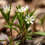 CycloRetin est un extrait de Pseudostellaria heterophylla (Photo : Clariant)