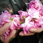 Leader de la production d'huiles essentielles de rose et de lavande bulgares, la société Enio Bonchev s'appuie sur une histoire plus que centenaire et un engagement renouvelé en matière de durabilité (Photo : Enio Bonchev)