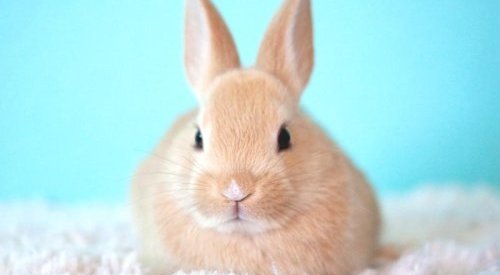 Bill to outlaw cosmetic animal testing passes first stage in Mexico