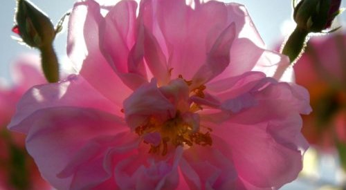 Retour en images sur 15 années de valorisation des fleurs du Pays de Grasse