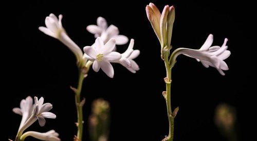 Perfumes: Matière Première cultivates traditional French know-how in Grasse