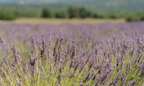 Dans les coulisses de la production de lavande et lavandin de Provence
