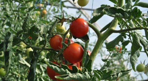 Robertet and Phenix en Provence join forces for eco-designed ingredients