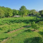 Mane lance un jardin expérimental dédié aux plantes à parfum et aromatiques (Photo : Mane)