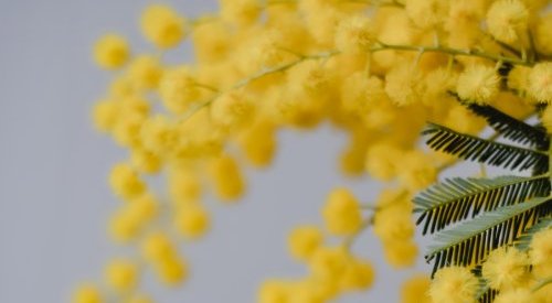Le mimosa et l'ylang-ylang intègrent la collection des Cahiers des Naturels