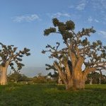 Ecohance Soft Baobab d'Evonik est une huile végétale raffinée à partir des graines non comestibles du fruit du baobab. L'ingrédient peut être utilisé comme émollient végétal dans une large gamme de formulations cosmétiques naturelles (Photo : © kaikups / iStock)