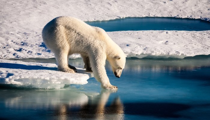 From polar bears to groundwater, nature is riddled with 'forever chemicals'