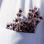 Plante iconique des paysages provençaux, la lavande compte en réalité plusieurs espèces, aux modes de cultures et aux profils olfactifs variés (Photo : dsm-firmenich)