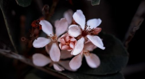 L'Occitane trouve des pistes d'innovation dans l'histoire des plantes à parfum