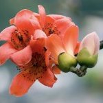 Calybiota Bio est un extrait naturel riche en polysaccharides, obtenu à partir du calice de fleurs de kapokier rouge