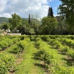 Mane lance un jardin expérimental dédié aux plantes à parfum et aromatiques (Photo : Mane)