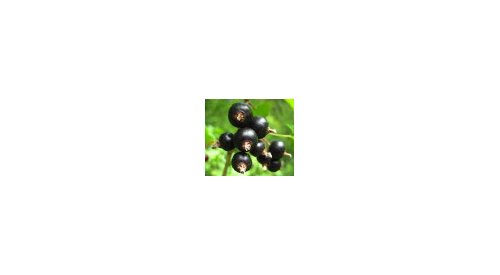 Symrise lance les superfruits en cosmétique