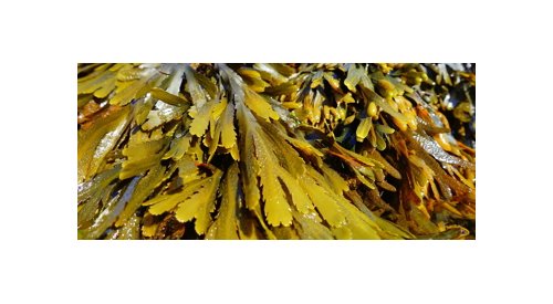 Lessonia participates in a research project on new algal ingredients