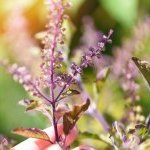The company has just launched Tulsinity Bio, an extract of holy basil (Ocimum sanctum L.), grown according to the principles of regenerative agriculture (Photo : Expanscience)
