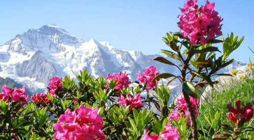 Contre la sénescence cellulaire, Mibelle fait appel à la rose des Alpes