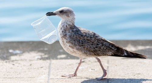 Microplastic pollution impairs seabird gut microbiome health