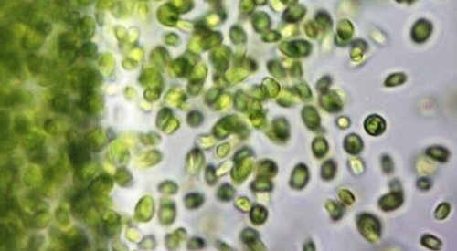 Sederma partners with Alganelle to create sustainable cosmetic actives