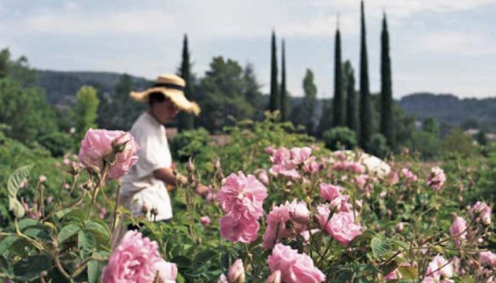 Les fleurs à parfums de Grasse sublimées dans un beau livre