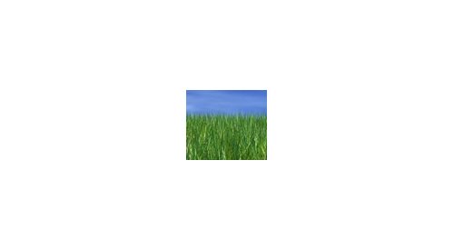 Ressources agricoles en cosmétique : attention aux effets boomerang, prévient Organic Monitor
