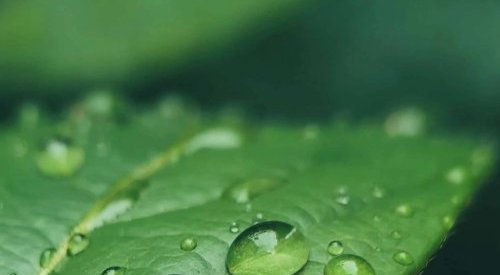 Groupe Berkem extends its H2OLIXIR range of 100% natural floral waters