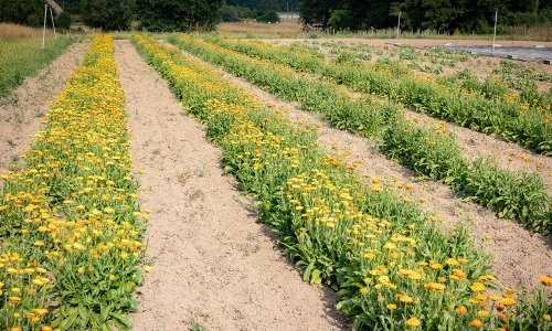 Silab: An agronomic research center to better harness plant-based materials