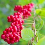 Wild resources: Expanscience has its Chinese Schisandra chain certified