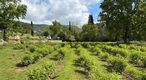 Mane unveils experimental garden dedicated to fragrance and aromatic plants
