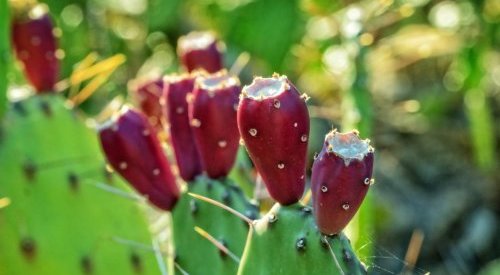 Trois ingrédients naturels favoris des routines beauté en 2022