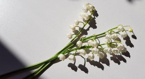 Firmenich s'associe à Jungle pour créer un extrait de muguet durable