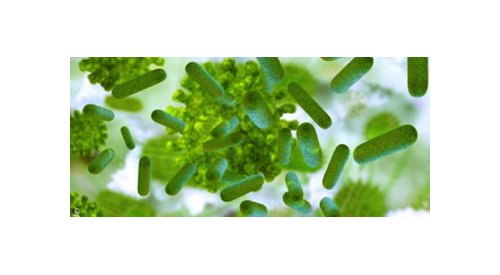 Microbiota, this infinitely small protector, for our health and beauty…