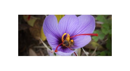 Naturex présente ses nouveaux super miels et actifs Eutectys capillaires à Cosmetagora