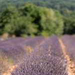Plante iconique des paysages provençaux, la lavande compte en réalité plusieurs espèces, aux modes de cultures et aux profils olfactifs variés (Photo : dsm-firmenich)