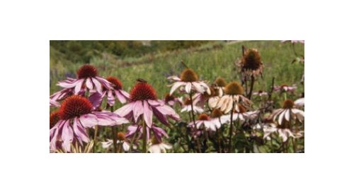 Clarins aims to get greener with new beauty farm in the Alps