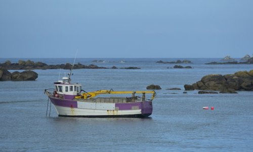 En Bretagne, l'effondrement des récoltes d'algues alerte sur la ressource