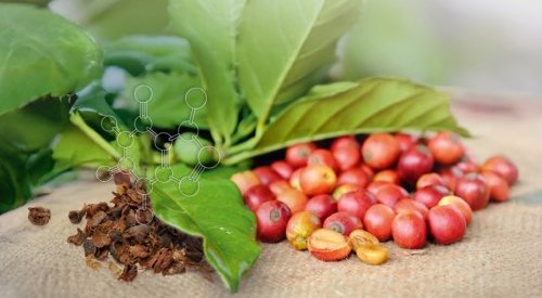Lipoid Kosmetik valorise la cascara, co-produit tendance en alimentaire