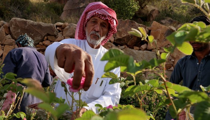 En Arabie saoudite, Taëf la "cité des roses" face au changement climatique