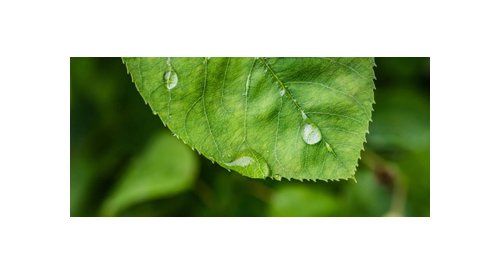 Seppic élargit sa gamme d'ingrédients actifs naturels avec l'acquisition de Serdex