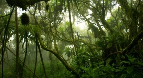Verra's rainforest carbon offsets 'worthless', according to media analysis