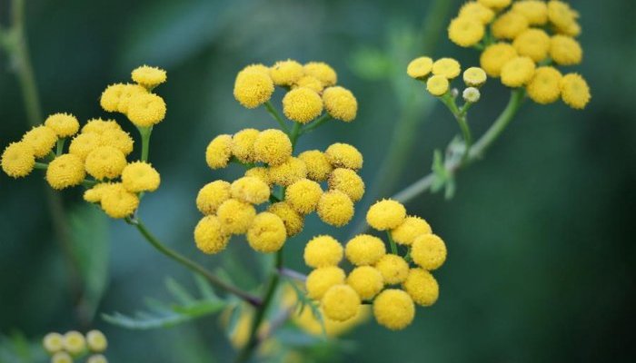 Berkem élargit sa gamme d'eaux florales