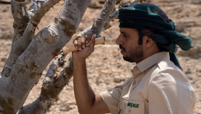 Parfums : L'encens d'Oman, un "or blanc" à préserver
