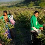 A leading Bulgarian producer of rose and lavender essential oils, Enio Bonchev draws on more than a century-old history and a renewed commitment to sustainability (Photo: Enio Bonchev)