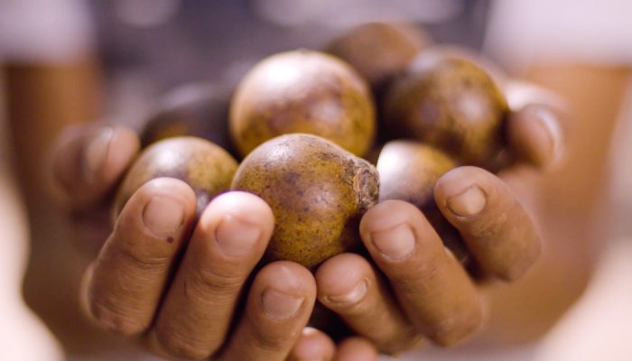 BASF and INOCAS partner to scale up Macaúba oil supply as palm oil alternative
